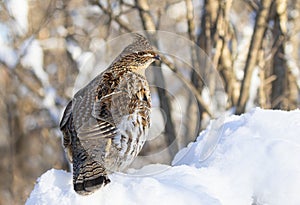 A Ruffed grouse walking around in the winter snow in Ottawa, Canada