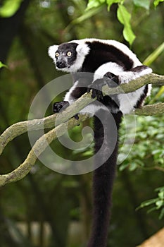 Ruffed Lemur photo