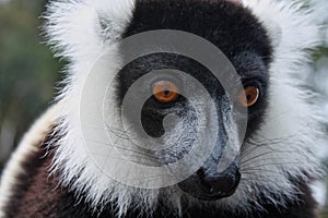 Ruffed Lemur in Madagascar