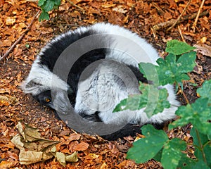 Ruffed lemur from Madagascar portrait