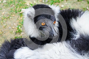 Ruffed lemur from Madagascar portrait