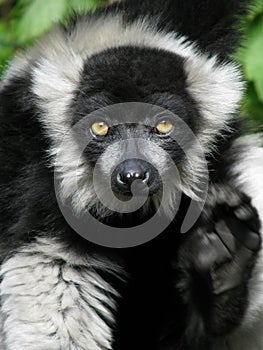 Ruffed lemur with raised paw