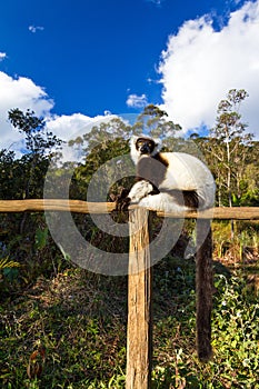Ruffed lemur Varecia variegata photo