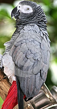 Ruffled African Grey Parrot