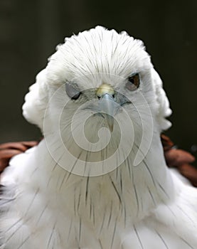 Ruffled Eagle