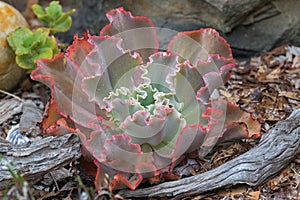 Ruffled Echeveria, curvaceous succulents plant in green with rough curly red edge