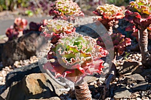 Ruffled echeveria or lettuce succulent decorative plant