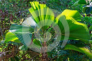 Ruffled fan palm Licuala grandis