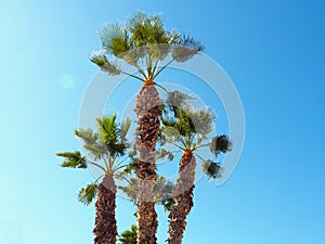Ruffled Fan palm trees with green leaves and clear blue Sky on a sunny day in Malaga Spain