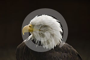 Ruffled feathers on an eagle