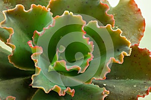 Ruffled hybrid curl echeveria close up