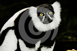 Ruffled Lemur (Varecia Variegata) photo