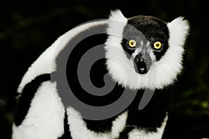 Ruffled Lemur (Varecia Variegata)