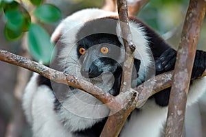 Ruffled Lemur Varecia Variegata,Madagascar nature