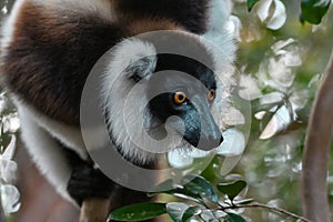 Ruffled Lemur Varecia Variegata,Madagascar nature