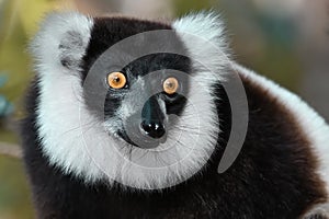 Ruffled Lemur Varecia Variegata,Madagascar nature