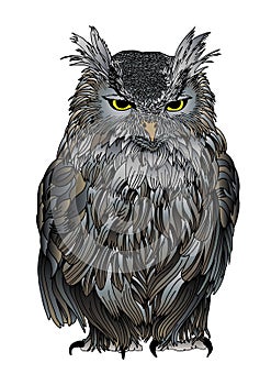 Ruffled old owl