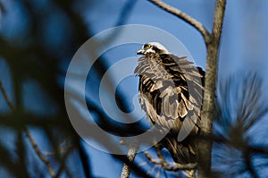 Ruffled Osprey Perched High in the Tree