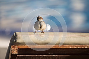 Ruffled Up Funny Sparrow