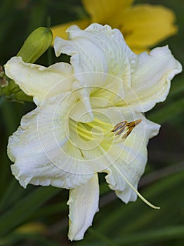 Ruffled White and Yellow Daylily Blossom Hemerocallis