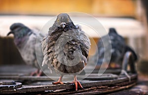 Ruffled wood pigeons after rain. Venice, Italy