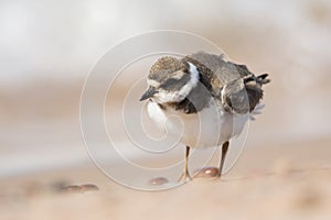 Ruffling feathers photo