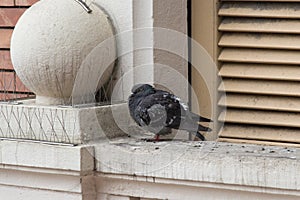 Ruffling up rock pigeon on window sill