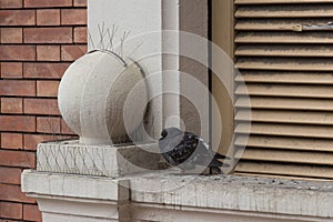 Ruffling up rock pigeon on window sill