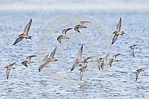 Ruffs and dunlins in flight