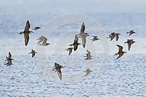 Ruffs and dunlins in flight