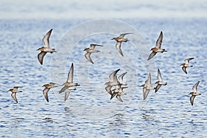 Ruffs and dunlins in flight