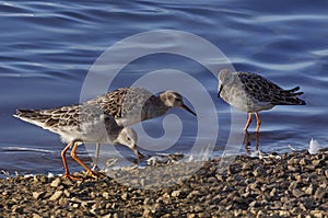 Ruffs at Martin Mere