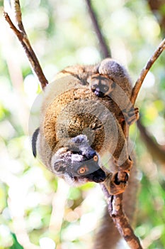 Rufifrons lemur