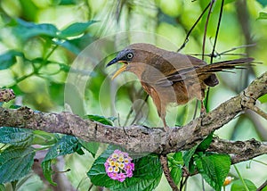 Rufous babbler perched on a tree branch surrounded by lush foliage and flowers. Argya subrufa.