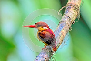Rufous-backed Kingfisher Ceyx rufidorsa also known as Oriental dwarf kingfisher Ceyx erithaca, black-backed