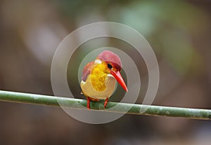 Rufous-backed Kingfisher Ceyx rufidorsus