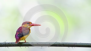 Rufous-backed kingfisher - Juvenile back profile