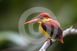 Rufous-backed Kingfisher photo