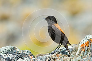 Rufous-backed Negrito