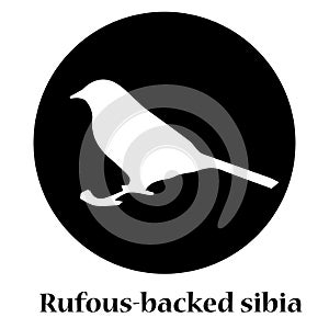 Rufous-backed sibia shadow