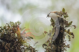 Rufous-backed wren in Carara National Park