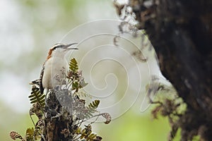 Rufous-backed wren in Costa Rica