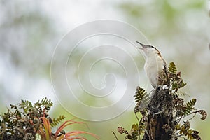 Rufous-backed wren singing