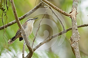 Rufous-backed wren in a tropical forest