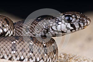 Rufous beaked snake