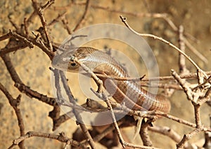 Rufous beaked snake