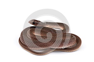 The rufous beaked snake isolated on white background