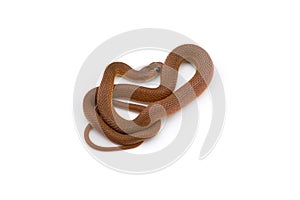 The rufous beaked snake isolated on white background