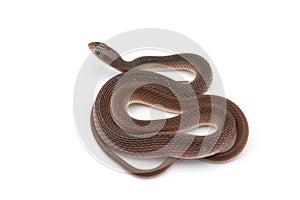 The rufous beaked snake isolated on white background