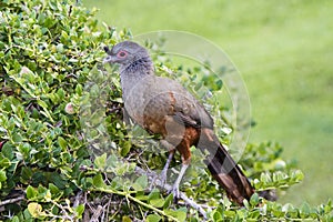 Rufous-bellied Chachalaca Ortalis wagleri in Mexico